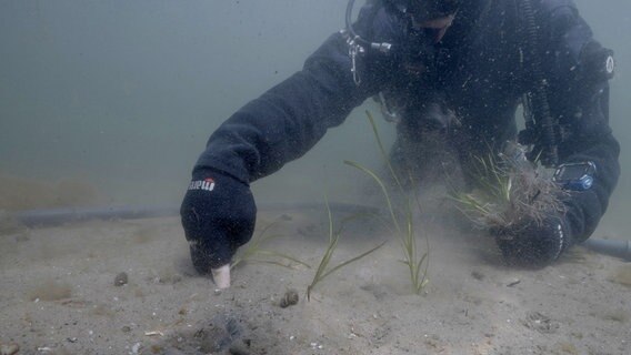 Pflanze für Pflanze setzen Geomar-Forscher Seegras an den neuen Standort. © NDR/Kabuja & Kollegen 
