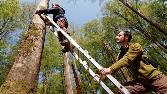 Naturwaldforscher David Singer und Jonas Hagge bringen Mikrofonboxen in den Bäumen an. Die Geräte zeichnen rund um die Uhr Vogelstimmen und Fledermauslaute auf. © NDR/Zentralfilm 