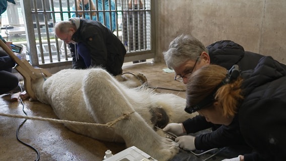 Eisbären-Dame Lilly ist krank. Ein Experten-Team vom Leibniz-Institut für Wildtierforschung wird zu Rate gezogen. Reist mit mobiler Klinik in Rostock an. © NDR/AP Hanse TV 