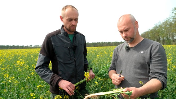 Landwirt Daniel Gawlik untersucht mit Pflanzenschutzexperte Jens Schiffler (v.l.) den Schädlingsbefall in einem Rapsfeld. Dabei entdecken sie Larven. Landwirt Daniel Gawlik untersucht mit Pflanzenschutzexperte Jens Schiffler (v.l.) den Schädlingsbefall in einem Rapsfeld. Dabei entdecken sie Larven. © NDR/Felix Weichbrodt