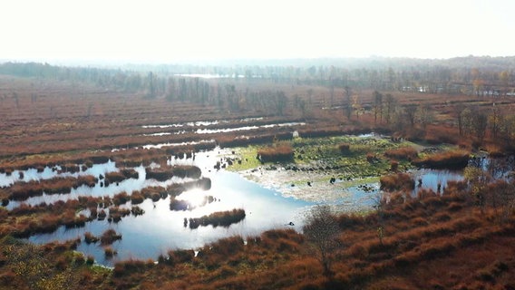 Das Dosenmoor bei Neumünster. © NDR/Thomas Kahlcke 