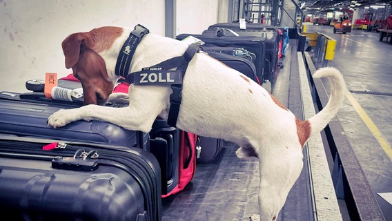 Zollhund Matz ist eifrig im Einsatz. © NDR/doclights 