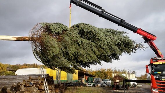 Der Weihnachtsbaum soll später auf dem Göttinger Weihnachtsmarkt alle Blicke auf sich ziehen. Hier wird er ganz vorsichtig auf den Transporter verladen. © NDR/Marco Schulze 