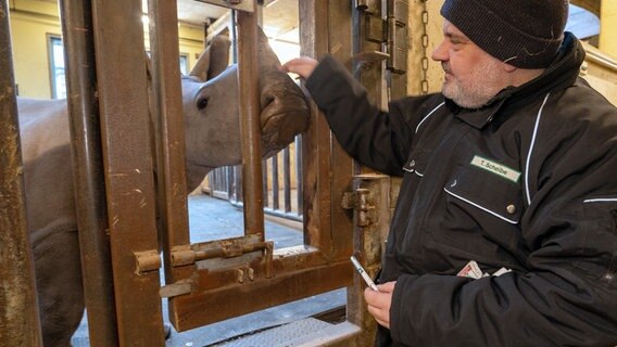 Nashorn Lisbeth bekommt einen Nasenabstrich von Thomas Scheibe. © NDR/dok.weit/Patrick Stijfhals 