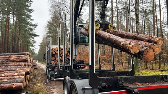 Ein Holztransporter holt frisch geschlagene Stämme aus dem Wald des Forstamtes Sandhofen. © NDR/Dörte Petsch 
