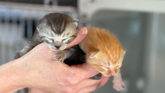 Katzen vermehren sich sehr schnell. Vor allem im Frühjahr und Herbst landen auch viele Babykatzen im Tierheim © NDR/Jennifer Gunia 