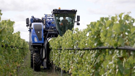 Seit dem vergangenen Jahr kommt auf dem größten Weingut Norddeutschlands, in Rattey, bei der Lese ein Vollernter zum Einsatz. Seit dem vergangenen Jahr kommt auf dem größten Weingut Norddeutschlands, in Rattey, bei der Lese ein Vollernter zum Einsatz. © NDR/Video-Magic