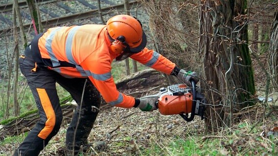 Die Baumschneider der Bahn müssen darauf achten, dass die 20 Meter langen Fichten nicht auf die Strecke fallen. Die Baumschneider der Bahn müssen darauf achten, dass die 20 Meter langen Fichten nicht auf die Strecke fallen. © NDR/Kamera Zwei/Malte von der Brelie