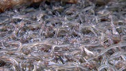 Die ersten Glasaale in der Warnow. Nach 7.000 Kilometern erreichen die etwa sechs Zentimeter langen Fische das Süßwasser. © NDR 