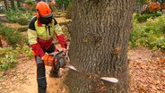 Einsatz für den Chef: Michael Kröger ist spezialisiert auf die Fällung von Bäumen, die infolge von Stürmen gefährlich oder problematisch für die Anwohner sein könnten. © NDR/MFG Film/Nathalie Siegler 