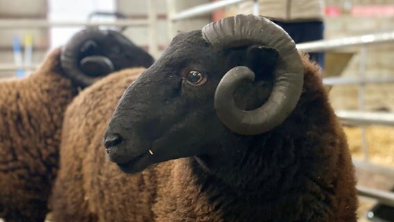 Gefunden! Das schwarze Schaf - ein Black Welsh Mountain Sheep. © NDR/underDok 