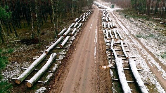 Über 300 Stämme warten auf dem zentralen Wertholzplatz des Landes Mecklenburg-Vorpommern auf Käufer. Gesamtwert um die 450.000 Euro. © NDR/Videomagic 