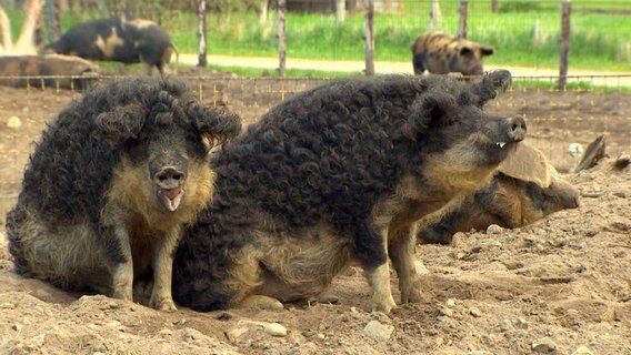 Das Fleisch der Schwalbenbäuchigen Mangalitza Wollschweine gilt nicht nur als besonders schmackhaft, sondern auch gesund. © NDR/produktion clipart 