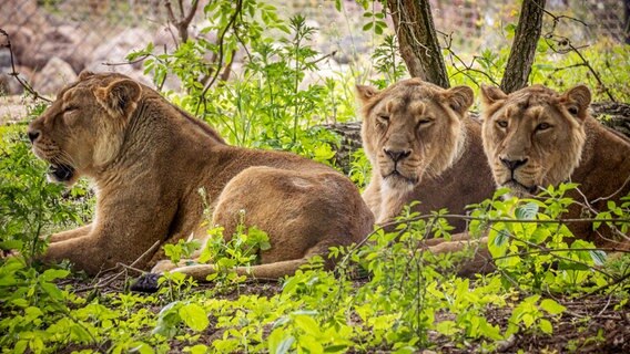Rubi, Heidi und Indi fühlen sich wohl in Europas modernstem Gehege für asiatische Löwen. Bald könnten sie zur Erhaltung ihrer vom Aussterben bedrohten Art beitragen. Rubi, Heidi und Indi fühlen sich wohl in Europas modernstem Gehege für asiatische Löwen. Bald könnten sie zur Erhaltung ihrer vom Aussterben bedrohten Art beitragen. © NDR/Mathias Schulze