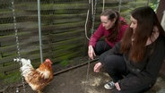 Im heimischen Garten blühen die geretteten Legehennen wieder auf. In wenigen Wochen wachsen die Federn nach, die sie im engen Legestall verloren haben. © NDR/Kamera Zwei GmbH 