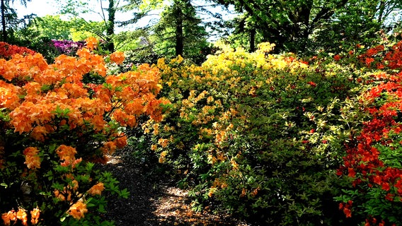 Die Rhododendronsammlung im Park der Gärten zählt zu den größten Europas. © NDR/erdmanns Filmproduktion/Max Struck 