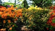 Die Rhododendronsammlung im Park der Gärten zählt zu den größten Europas. © NDR/erdmanns Filmproduktion/Max Struck 