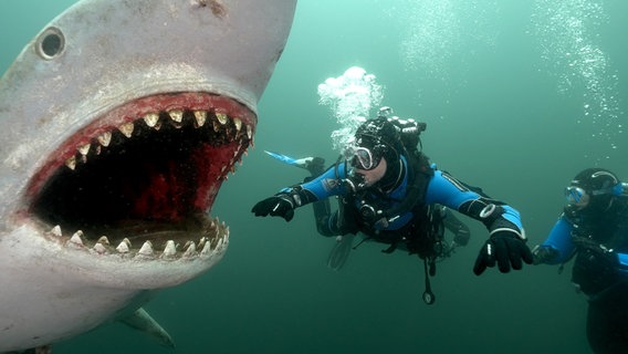 Ein riesiger Plastikhai ist eine der Unterwasserhauptattraktionen. © NDR/LEMON8 