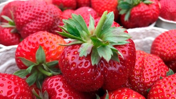 Erdbeeren für die Produktion von Fruchtaufstrich der Schwartauer Werke. Erdbeeren für die Produktion von Fruchtaufstrich der Schwartauer Werke. © NDR/JOKER PICTURES GmbH