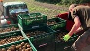 Ende Juli werden die ersten Frühkartoffeln in kleinen Kisten per Hand sortiert, um die dünne Schale nicht zu verletzten. © NDR/JOKER PICTURES GmbH 
