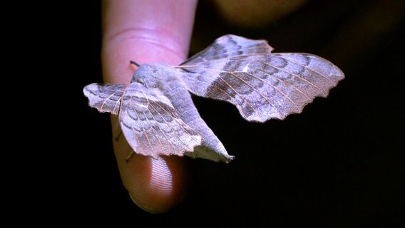 Keine Angst, Nachtfalter beißen nicht. Der Pappelschwärmer ist eine von fast 3.500 Schmetterlingsarten, die nur nachts aktiv sind. © NDR/Doclights GmbH 