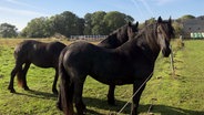 Die schwarzen Friesen stehen immer an der frischen Luft. © NDR/Joker Pictures GmbH 