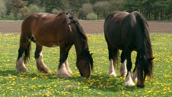 Schulterhöhe 1,80 Meter: Shire Horses, die größten Pferde der Welt. © NDR/ADAMfilm 