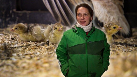 Im niedersächsischen Kölau stehen bei Geflügellandwirtin Christine Bremer zwei Brutautomaten für Puteneier in der Waschküche. Um einige Küken muss sie sich besonders intensiv kümmern. Eines der Tiere ist mit Spreizbeinen aus dem Ei geschlüpft und hat jetzt für einige Zeit die Beine zusammengebunden, damit es später richtig laufen kann. Weiter aufgezogen werden die Küken dann von den Ammenhennen. © NDR 