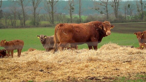 Limousin-Mutterkühe und der Nachwuchs stehen ganzjährig draußen. © NDR 