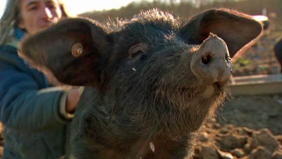 Ein Mann streichelt ein Schwein. © NDR 