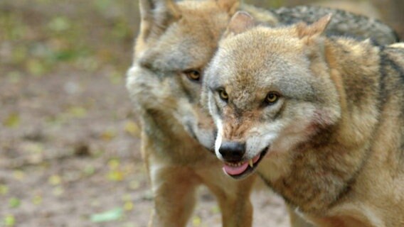 Zwei Wölfe, der eine fletscht die Zähne. © NDR 