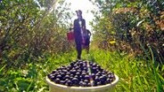 Die dunklen Aroniabeeren wachsen gut in der Heide, doch der Verkauf ist nicht leicht, weil den meisten Norddeutschen diese Beere noch unbekannt ist. © NDR/TV Plus 
