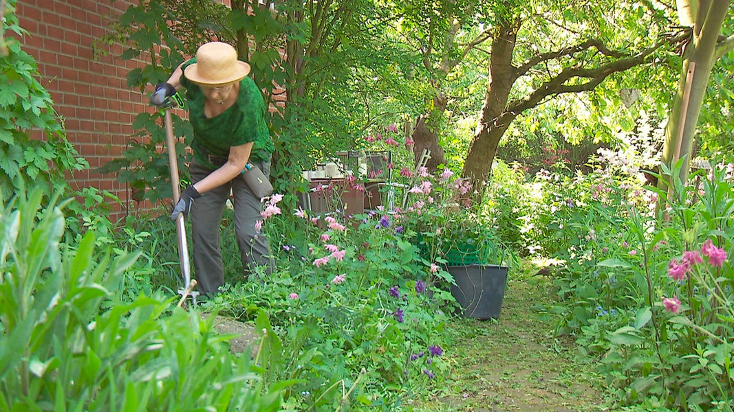 Guck Mal Mein Garten Ndr De Fernsehen Sendungen A Z Die Nordstory