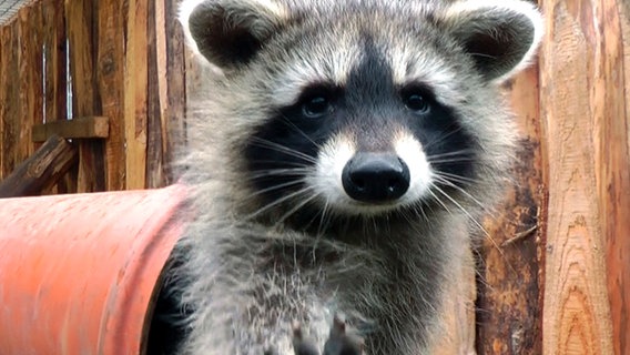 Die Waschbären brauchen auch auf dem neuen Gelände ein stabiles Zuhause - die Vierbeiner sind wahre Ausbrecherkönige. Die Waschbären brauchen auch auf dem neuen Gelände ein stabiles Zuhause - die Vierbeiner sind wahre Ausbrecherkönige. © © NDR/Diana Erdmann