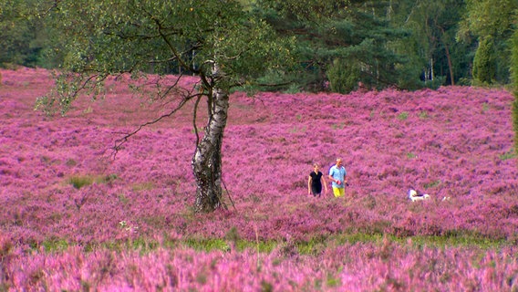 Heidelandschaft zur Blüte bei Undeloh. © NDR/MFG-Film 