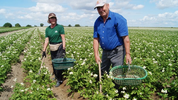 Sobald das Kartoffelkraut zu sehen ist, von Anfang Juni bis Ende Juli, müssen die Mitarbeiter täglich die gesamten Felder ablaufen und kranke Pflanzen aus dem Feldbestand entfernen. Sobald das Kartoffelkraut zu sehen ist, von Anfang Juni bis Ende Juli, müssen die Mitarbeiter täglich die gesamten Felder ablaufen und kranke Pflanzen aus dem Feldbestand entfernen. © NDR/Milena Schwoge