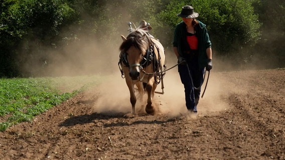 Nina Ebel setzt Pferde im Gemüsebau ein. Mit ihnen eggt sie den Boden und hackt das Unkraut. Dank der Pferde bleibt der Boden locker und fruchtbar. © NDR 
