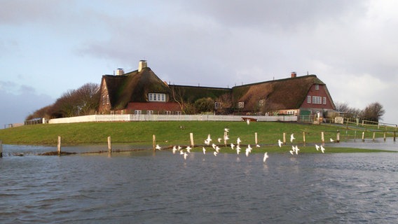 Süderoog gehört zu den zehn Halligen, die es heute im nordfriesischen Wattenmeer noch gibt. © NDR 