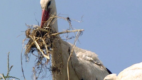 Ein Storch beim Nestbau. © NDR 