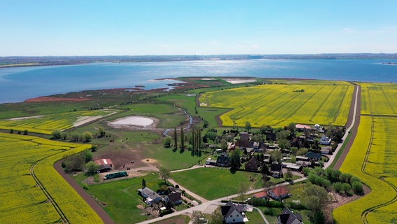 Die gelbe Insel - der Raps schmückt auch das Wappen von Poel. © NDR 