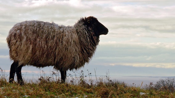 "De griese Schop" nennt man es seit Urzeiten: das graue Schaf. © NDR/underDok 