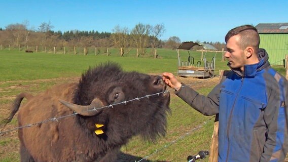 Nicht alle ihre Bisonbullen sind so zutraulich. Timo Nissen weiß, einigen Tieren in der Herde, sollte man lieber nicht zu nahe kommen. Nicht alle ihre Bisonbullen sind so zutraulich. Timo Nissen weiß, einigen Tieren in der Herde, sollte man lieber nicht zu nahe kommen. © NDR/Andre Schnoor