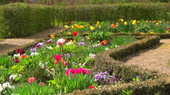 Blumen im Barock-Garten Schloss Gottorf. © NDR/Sabine Lietz 