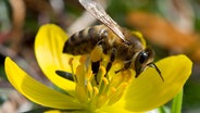 Eine Honigbiene auf einer Blüte. © NDR/Katrin Richter 