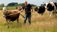 Jan Gerdes Lieblingskuh "Chaya" überlebte, weil sie auf dem Schlachthof randalierte. © NDR/TV Plus/Sandra Schneider 
