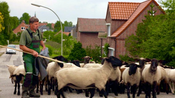Auch das gibt es im ländlichen Süden Finkenwerders noch - Schafherden. © NDR/Veit Bentlage 