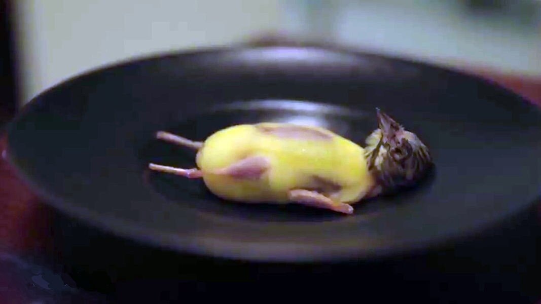 Singvögel als Delikatesse? Die letzten Ortolane | NDR.de - Fernsehen