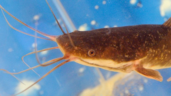 A young African catfish in a tank at the Jesewitz rearing facility © picture-alliance/ ZB Photo: Peter Endig