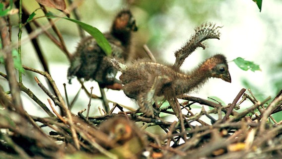 Hoatzin Küken im Nest © Frieder Salm 