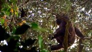 Cross River Gorilla in freier Wildbahn © NDR Naturfilm 